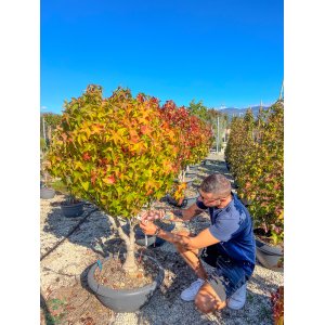 Ambrovník styraxový (Liquidambar Styraciflua) ´GUMBALL´ - výška 100-120 cm, kont. C30L - VIACKMENNÝ BONSAJ